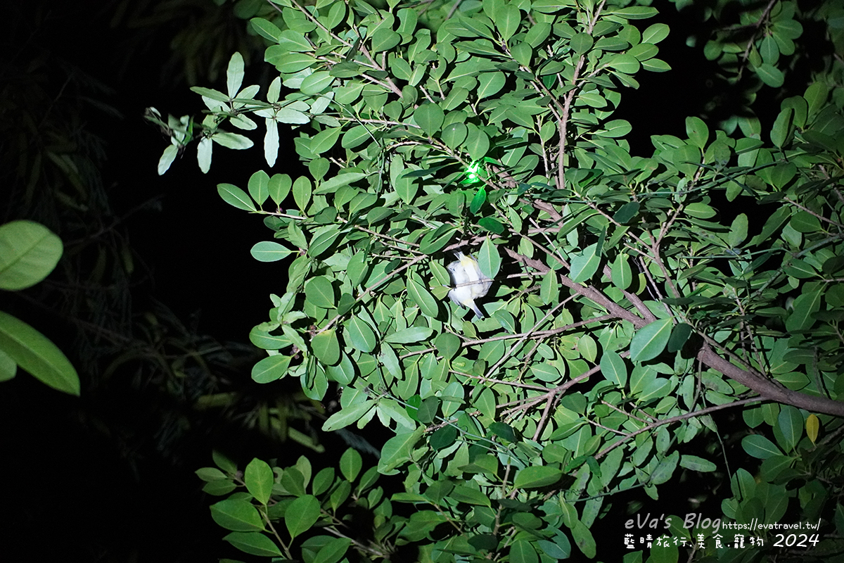 【小琉球活動】夜間生態導覽|觀星、紫地蟹、愛情鳥、棋盤腳花開體驗。小琉球旅行 - 第9張圖