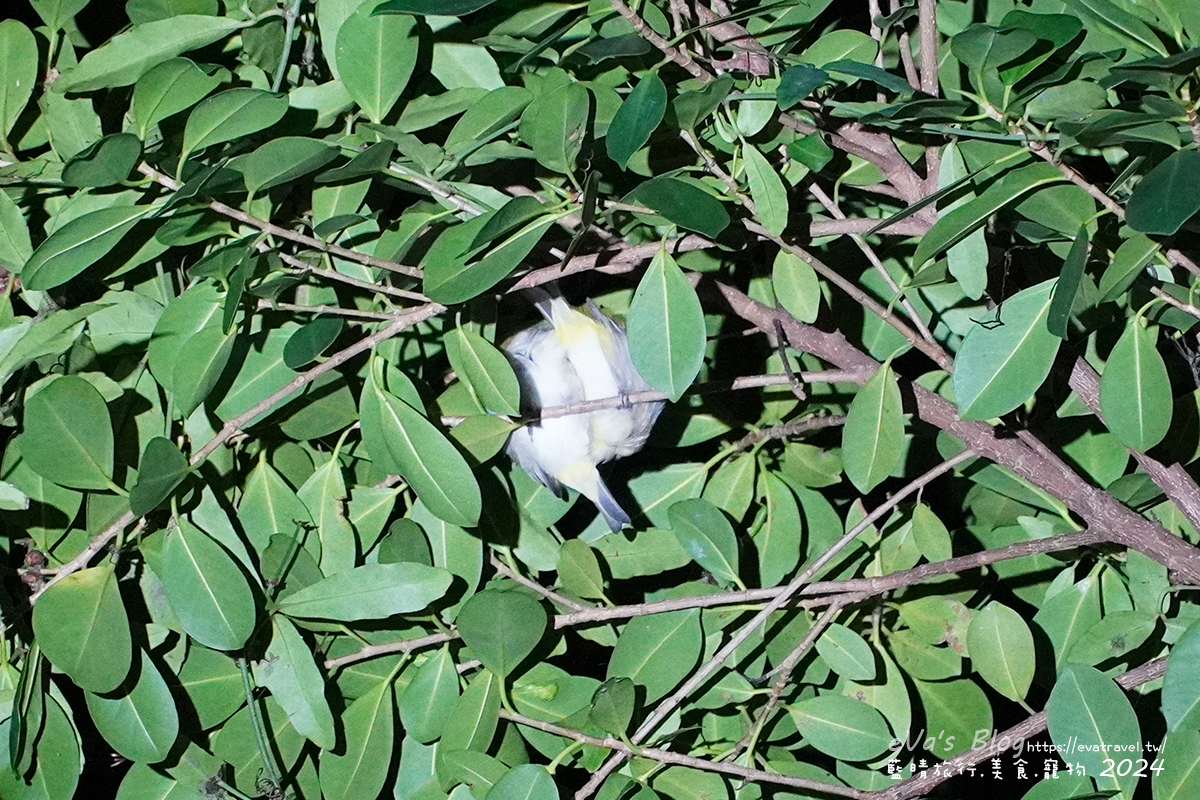 【小琉球活動】夜間生態導覽|觀星、紫地蟹、愛情鳥、棋盤腳花開體驗。小琉球旅行 - 第10張圖