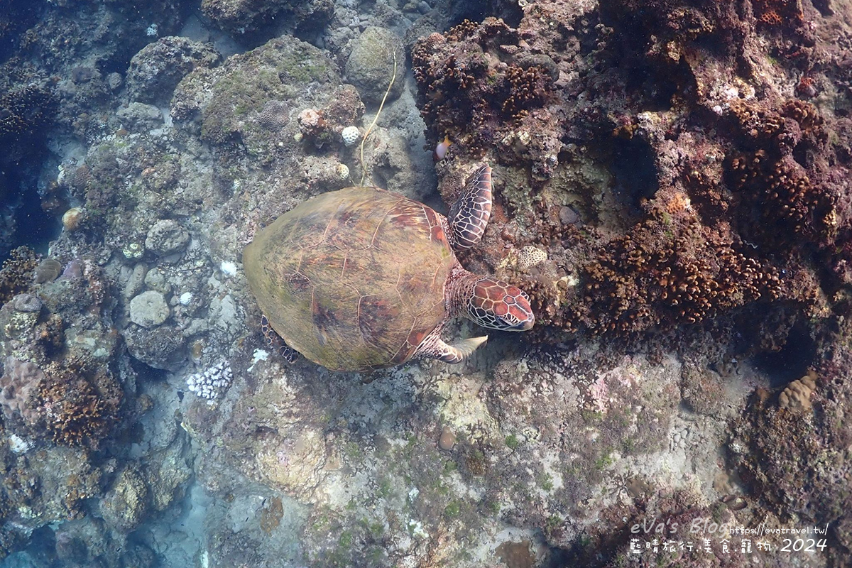 【小琉球水上活動】蟹老闆SUP立槳 & 浮潛雙體驗|與海龜共游、拍網美照一次搞定。小琉球旅行 - 第42張圖