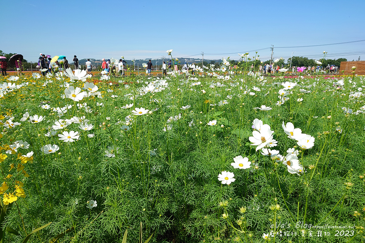 【台中景點】2023臺中國際花毯節x漂浮花都(展期11/11-12/3)(寵物友善景點),一起來尋找漂浮城堡徜徉在五顏六色繽紛花海世界,還有一大片有朝氣向日葵花海!。台中親子旅遊 - 第71張圖 【台中景點】2023臺中國際花毯節x漂浮花都(展期11/11-12/3)(寵物友善景點),一起來尋找漂浮城堡徜徉在五顏六色繽紛花海世界,還有一大片有朝氣向日葵花海!。台中親子旅遊