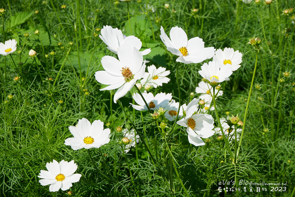 【台中景點】2023臺中國際花毯節x漂浮花都(展期11/11-12/3)(寵物友善景點),一起來尋找漂浮城堡徜徉在五顏六色繽紛花海世界,還有一大片有朝氣向日葵花海!。台中親子旅遊 - 第72張圖 【台中景點】2023臺中國際花毯節x漂浮花都(展期11/11-12/3)(寵物友善景點),一起來尋找漂浮城堡徜徉在五顏六色繽紛花海世界,還有一大片有朝氣向日葵花海!。台中親子旅遊