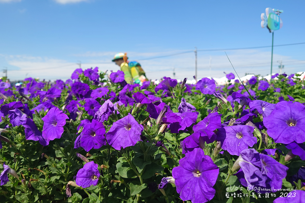 【台中景點】2023臺中國際花毯節x漂浮花都(展期11/11-12/3)(寵物友善景點),一起來尋找漂浮城堡徜徉在五顏六色繽紛花海世界,還有一大片有朝氣向日葵花海!。台中親子旅遊 - 第73張圖 【台中景點】2023臺中國際花毯節x漂浮花都(展期11/11-12/3)(寵物友善景點),一起來尋找漂浮城堡徜徉在五顏六色繽紛花海世界,還有一大片有朝氣向日葵花海!。台中親子旅遊