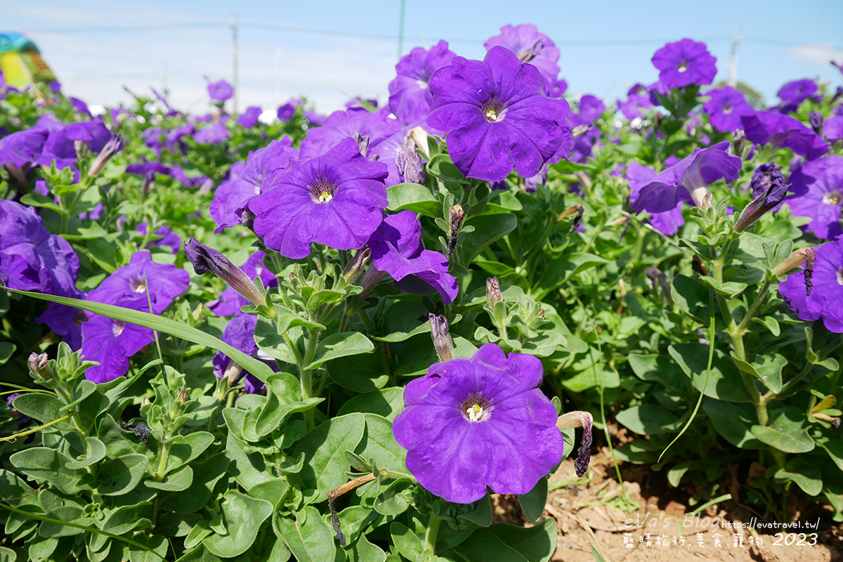 【台中景點】2023臺中國際花毯節x漂浮花都(展期11/11-12/3)(寵物友善景點),一起來尋找漂浮城堡徜徉在五顏六色繽紛花海世界,還有一大片有朝氣向日葵花海!。台中親子旅遊 - 第74張圖 【台中景點】2023臺中國際花毯節x漂浮花都(展期11/11-12/3)(寵物友善景點),一起來尋找漂浮城堡徜徉在五顏六色繽紛花海世界,還有一大片有朝氣向日葵花海!。台中親子旅遊