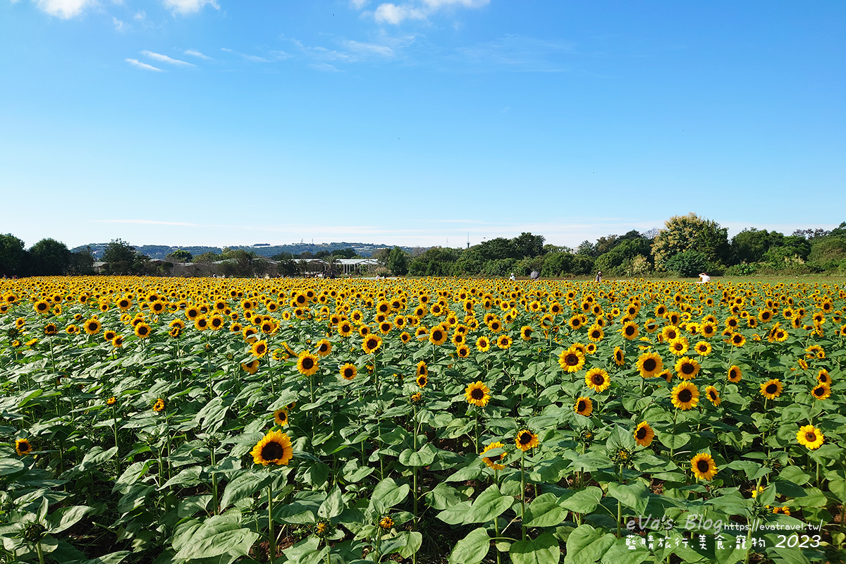 【台中景點】2023臺中國際花毯節x漂浮花都(展期11/11-12/3)(寵物友善景點),一起來尋找漂浮城堡徜徉在五顏六色繽紛花海世界,還有一大片有朝氣向日葵花海!。台中親子旅遊 - 第80張圖 【台中景點】2023臺中國際花毯節x漂浮花都(展期11/11-12/3)(寵物友善景點),一起來尋找漂浮城堡徜徉在五顏六色繽紛花海世界,還有一大片有朝氣向日葵花海!。台中親子旅遊