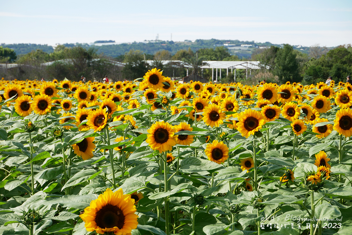 【台中景點】2023臺中國際花毯節x漂浮花都(展期11/11-12/3)(寵物友善景點),一起來尋找漂浮城堡徜徉在五顏六色繽紛花海世界,還有一大片有朝氣向日葵花海!。台中親子旅遊 - 第79張圖 【台中景點】2023臺中國際花毯節x漂浮花都(展期11/11-12/3)(寵物友善景點),一起來尋找漂浮城堡徜徉在五顏六色繽紛花海世界,還有一大片有朝氣向日葵花海!。台中親子旅遊