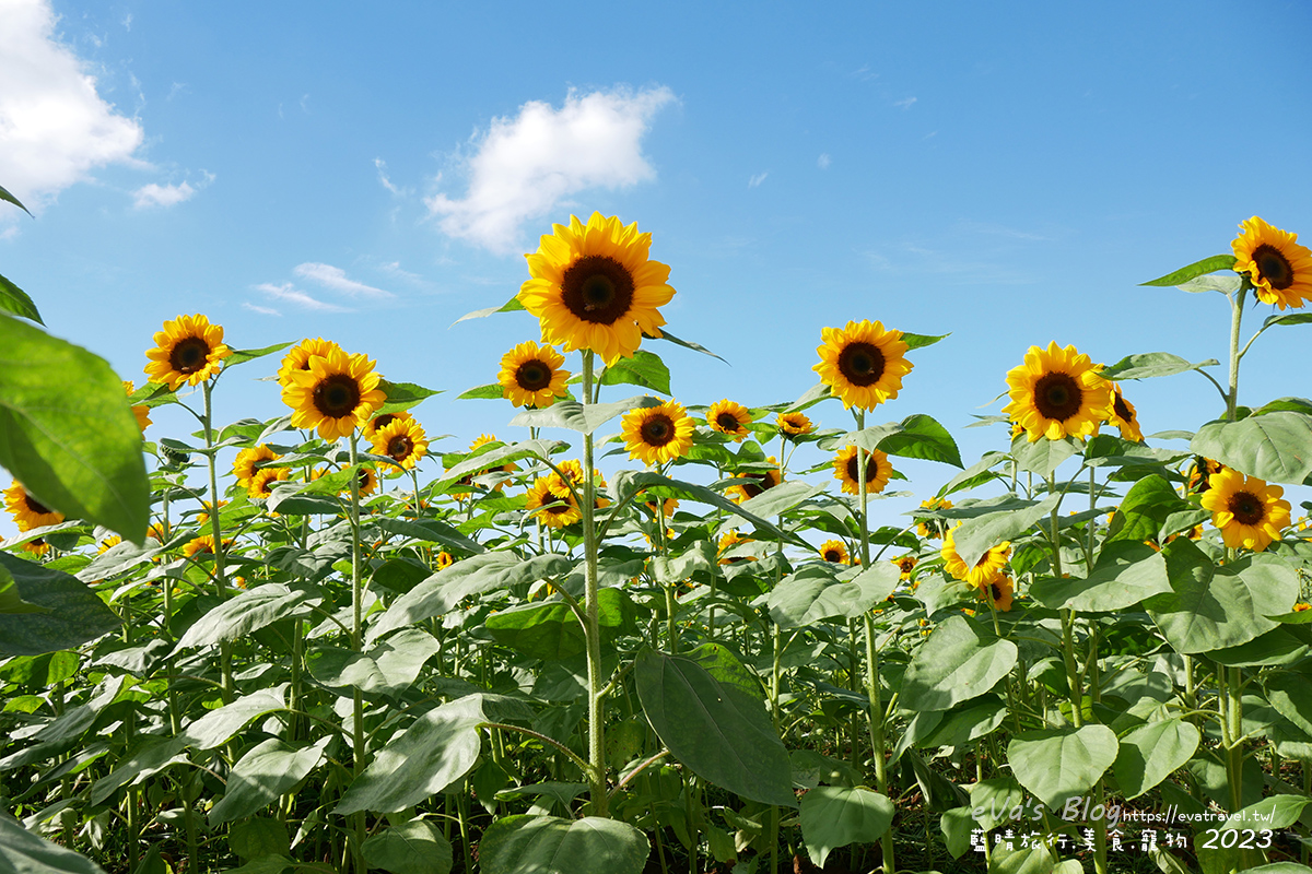 【台中景點】2023臺中國際花毯節x漂浮花都(展期11/11-12/3)(寵物友善景點),一起來尋找漂浮城堡徜徉在五顏六色繽紛花海世界,還有一大片有朝氣向日葵花海!。台中親子旅遊 - 第81張圖 【台中景點】2023臺中國際花毯節x漂浮花都(展期11/11-12/3)(寵物友善景點),一起來尋找漂浮城堡徜徉在五顏六色繽紛花海世界,還有一大片有朝氣向日葵花海!。台中親子旅遊