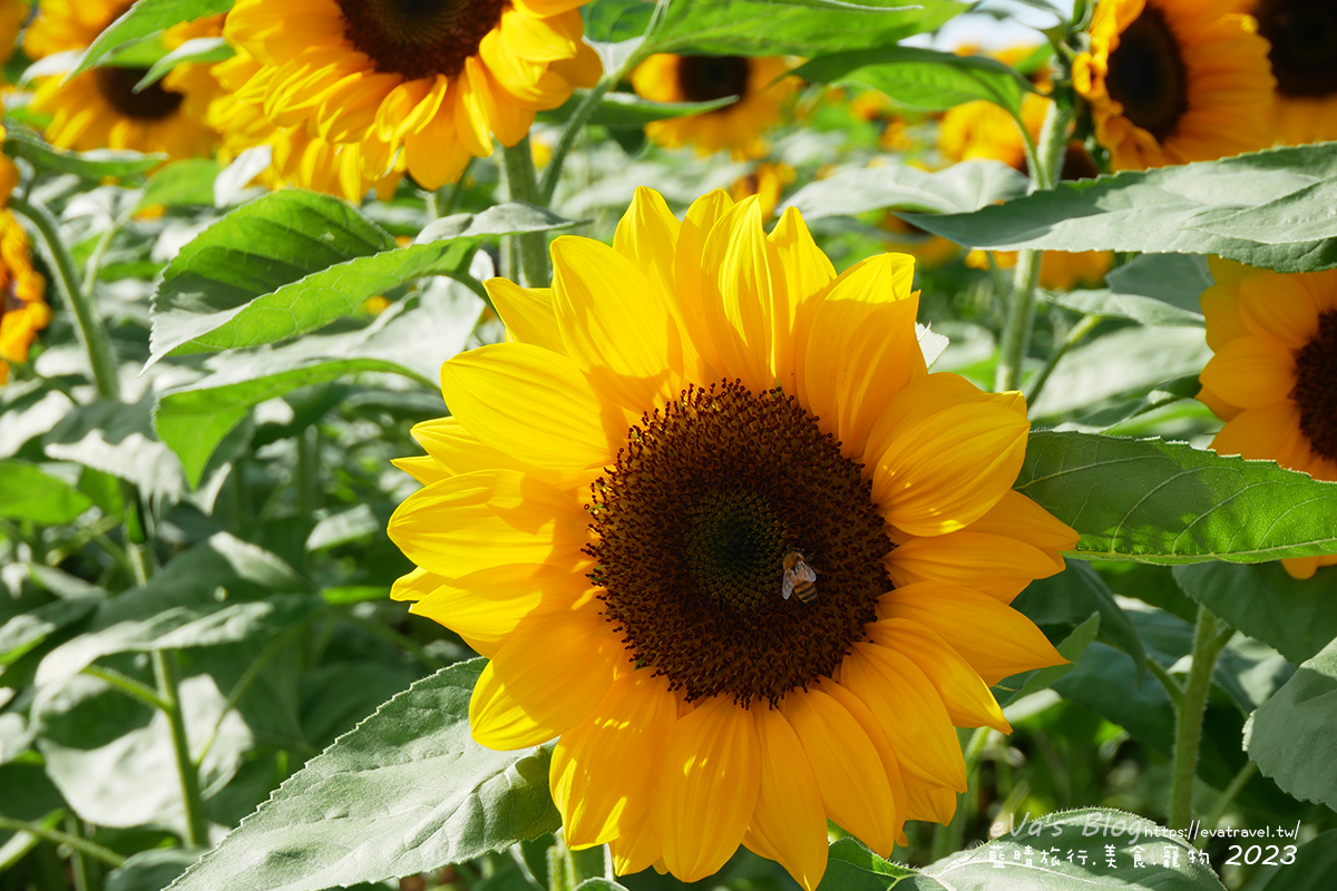 【台中景點】2023臺中國際花毯節x漂浮花都(展期11/11-12/3)(寵物友善景點),一起來尋找漂浮城堡徜徉在五顏六色繽紛花海世界,還有一大片有朝氣向日葵花海!。台中親子旅遊 - 第82張圖 【台中景點】2023臺中國際花毯節x漂浮花都(展期11/11-12/3)(寵物友善景點),一起來尋找漂浮城堡徜徉在五顏六色繽紛花海世界,還有一大片有朝氣向日葵花海!。台中親子旅遊