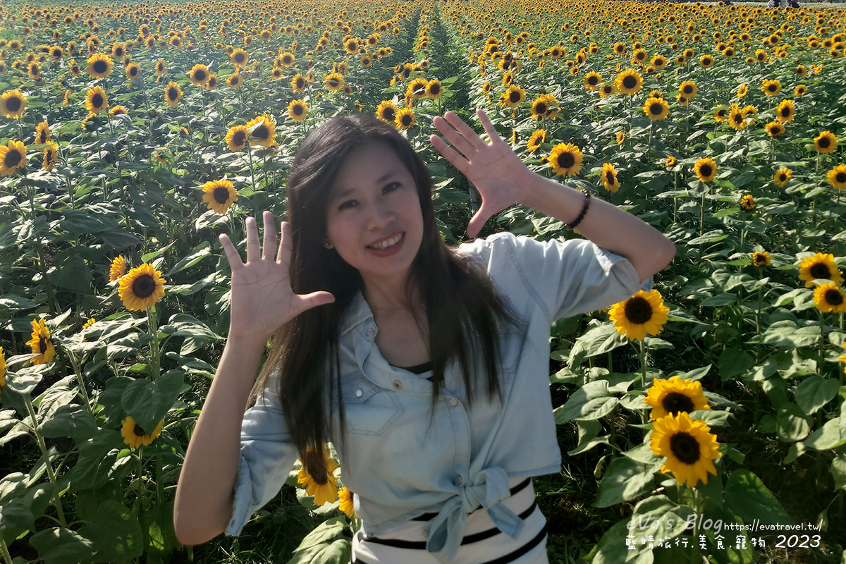 20241125-a07n6 【台中景點】2023臺中國際花毯節x漂浮花都(展期11/11-12/3)(寵物友善景點),一起來尋找漂浮城堡徜徉在五顏六色繽紛花海世界,還有一大片有朝氣向日葵花海!。台中親子旅遊
