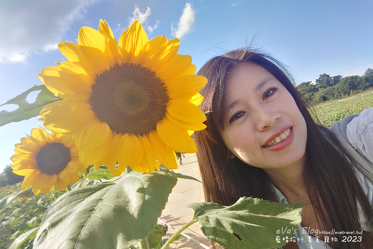 20241125-n1qfx 【台中景點】2023臺中國際花毯節x漂浮花都(展期11/11-12/3)(寵物友善景點),一起來尋找漂浮城堡徜徉在五顏六色繽紛花海世界,還有一大片有朝氣向日葵花海!。台中親子旅遊