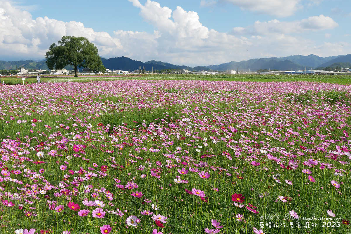 【台中景點】2023臺中國際花毯節x漂浮花都(展期11/11-12/3)(寵物友善景點),一起來尋找漂浮城堡徜徉在五顏六色繽紛花海世界,還有一大片有朝氣向日葵花海!。台中親子旅遊 - 第101張圖 【台中景點】2023臺中國際花毯節x漂浮花都(展期11/11-12/3)(寵物友善景點),一起來尋找漂浮城堡徜徉在五顏六色繽紛花海世界,還有一大片有朝氣向日葵花海!。台中親子旅遊