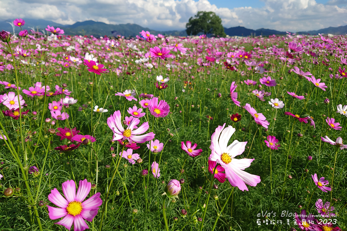 【台中景點】2023臺中國際花毯節x漂浮花都(展期11/11-12/3)(寵物友善景點),一起來尋找漂浮城堡徜徉在五顏六色繽紛花海世界,還有一大片有朝氣向日葵花海!。台中親子旅遊 - 第102張圖 【台中景點】2023臺中國際花毯節x漂浮花都(展期11/11-12/3)(寵物友善景點),一起來尋找漂浮城堡徜徉在五顏六色繽紛花海世界,還有一大片有朝氣向日葵花海!。台中親子旅遊