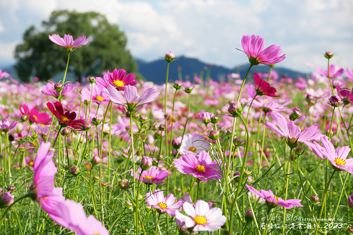 【台中景點】2023臺中國際花毯節x漂浮花都(展期11/11-12/3)(寵物友善景點),一起來尋找漂浮城堡徜徉在五顏六色繽紛花海世界,還有一大片有朝氣向日葵花海!。台中親子旅遊 - 第103張圖 【台中景點】2023臺中國際花毯節x漂浮花都(展期11/11-12/3)(寵物友善景點),一起來尋找漂浮城堡徜徉在五顏六色繽紛花海世界,還有一大片有朝氣向日葵花海!。台中親子旅遊