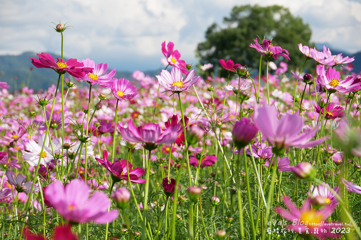 【台中景點】2023臺中國際花毯節x漂浮花都(展期11/11-12/3)(寵物友善景點),一起來尋找漂浮城堡徜徉在五顏六色繽紛花海世界,還有一大片有朝氣向日葵花海!。台中親子旅遊 - 第100張圖 【台中景點】2023臺中國際花毯節x漂浮花都(展期11/11-12/3)(寵物友善景點),一起來尋找漂浮城堡徜徉在五顏六色繽紛花海世界,還有一大片有朝氣向日葵花海!。台中親子旅遊