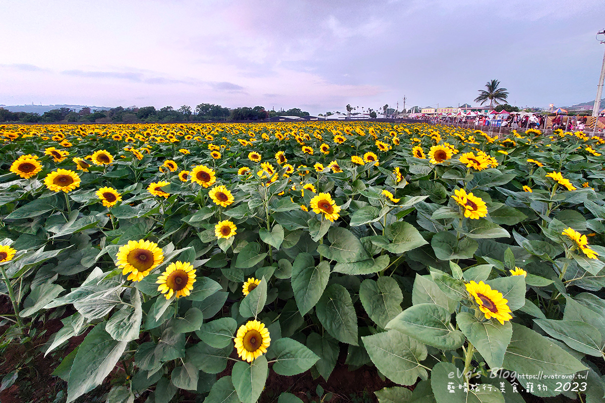 【台中景點】2023臺中國際花毯節x漂浮花都(展期11/11-12/3)(寵物友善景點),一起來尋找漂浮城堡徜徉在五顏六色繽紛花海世界,還有一大片有朝氣向日葵花海!。台中親子旅遊 - 第91張圖 【台中景點】2023臺中國際花毯節x漂浮花都(展期11/11-12/3)(寵物友善景點),一起來尋找漂浮城堡徜徉在五顏六色繽紛花海世界,還有一大片有朝氣向日葵花海!。台中親子旅遊