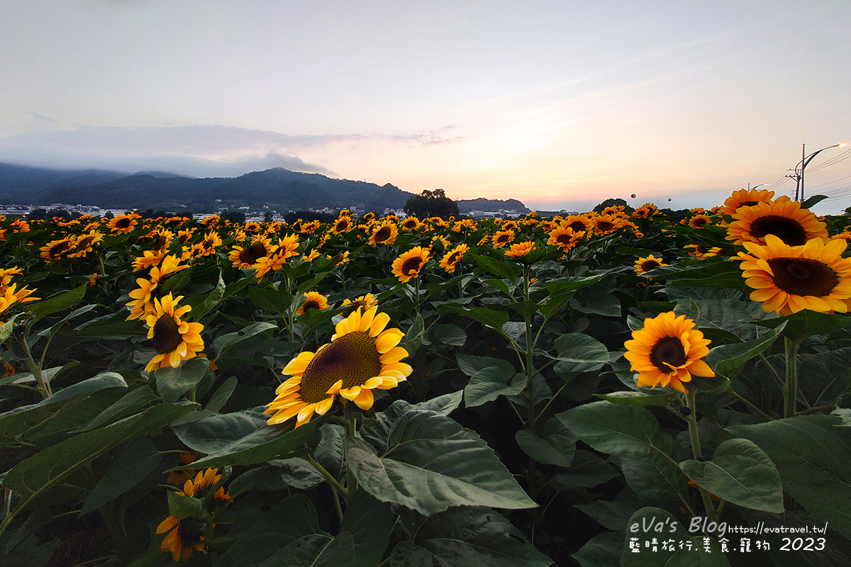 【台中景點】2023臺中國際花毯節x漂浮花都(展期11/11-12/3)(寵物友善景點),一起來尋找漂浮城堡徜徉在五顏六色繽紛花海世界,還有一大片有朝氣向日葵花海!。台中親子旅遊 - 第92張圖 【台中景點】2023臺中國際花毯節x漂浮花都(展期11/11-12/3)(寵物友善景點),一起來尋找漂浮城堡徜徉在五顏六色繽紛花海世界,還有一大片有朝氣向日葵花海!。台中親子旅遊