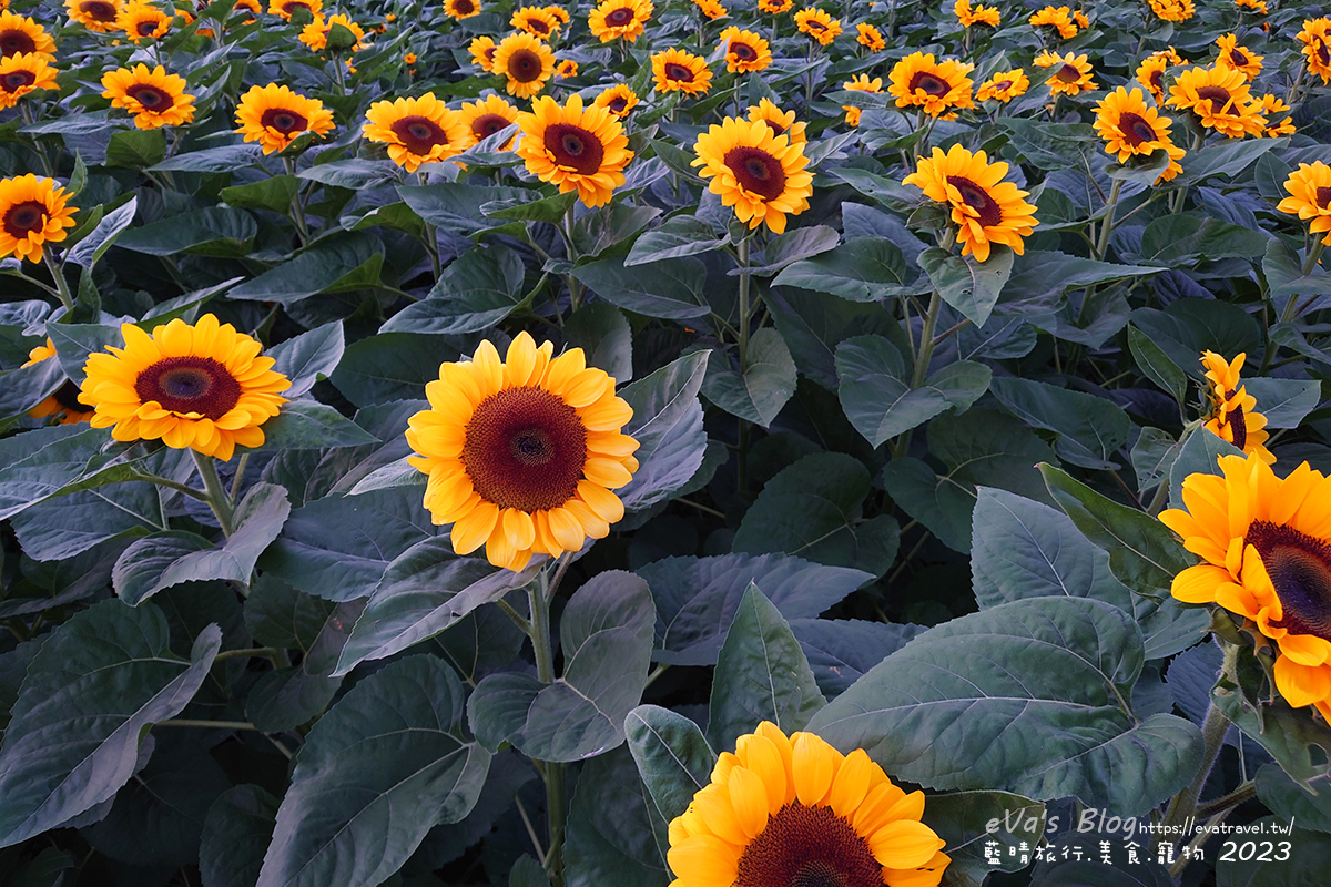 【台中景點】2023臺中國際花毯節x漂浮花都(展期11/11-12/3)(寵物友善景點),一起來尋找漂浮城堡徜徉在五顏六色繽紛花海世界,還有一大片有朝氣向日葵花海!。台中親子旅遊 - 第93張圖 【台中景點】2023臺中國際花毯節x漂浮花都(展期11/11-12/3)(寵物友善景點),一起來尋找漂浮城堡徜徉在五顏六色繽紛花海世界,還有一大片有朝氣向日葵花海!。台中親子旅遊