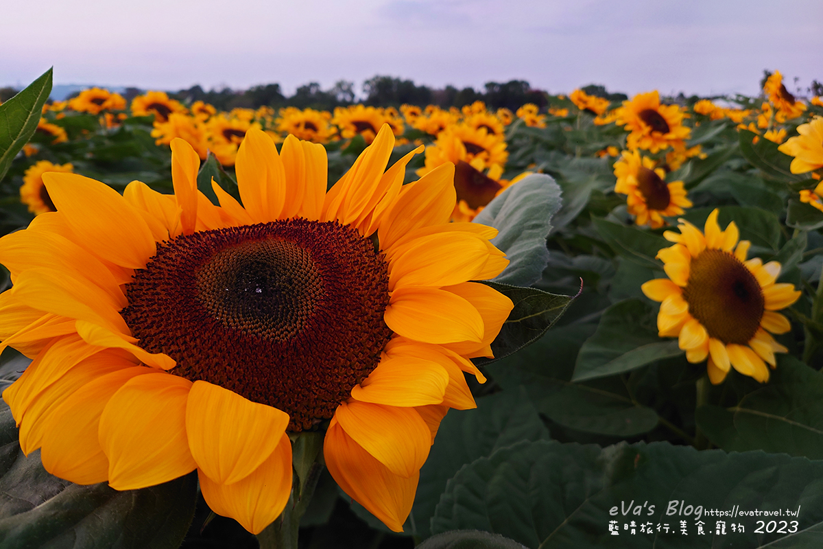 【台中景點】2023臺中國際花毯節x漂浮花都(展期11/11-12/3)(寵物友善景點),一起來尋找漂浮城堡徜徉在五顏六色繽紛花海世界,還有一大片有朝氣向日葵花海!。台中親子旅遊 - 第94張圖 【台中景點】2023臺中國際花毯節x漂浮花都(展期11/11-12/3)(寵物友善景點),一起來尋找漂浮城堡徜徉在五顏六色繽紛花海世界,還有一大片有朝氣向日葵花海!。台中親子旅遊