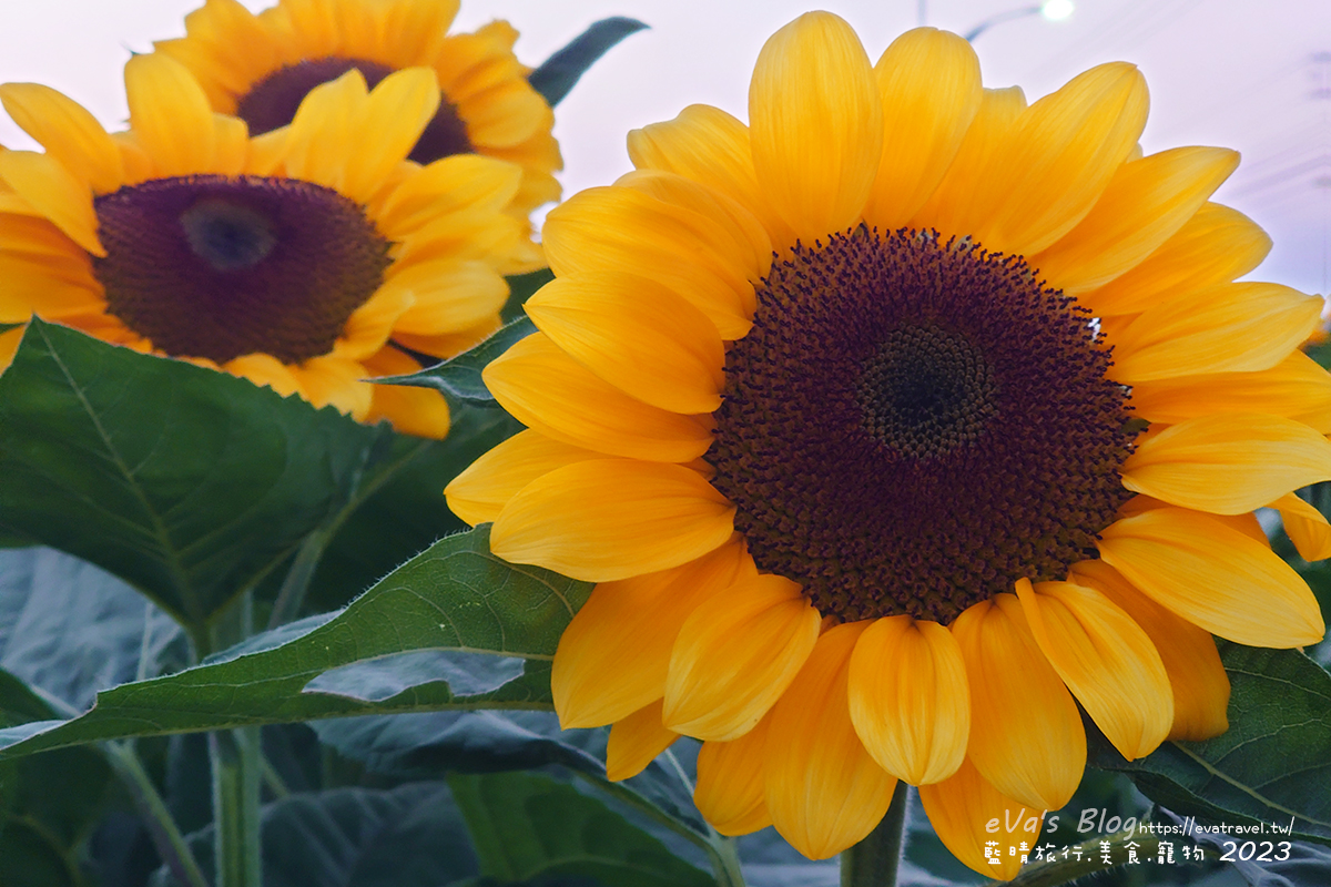 【台中景點】2023臺中國際花毯節x漂浮花都(展期11/11-12/3)(寵物友善景點),一起來尋找漂浮城堡徜徉在五顏六色繽紛花海世界,還有一大片有朝氣向日葵花海!。台中親子旅遊 - 第90張圖 【台中景點】2023臺中國際花毯節x漂浮花都(展期11/11-12/3)(寵物友善景點),一起來尋找漂浮城堡徜徉在五顏六色繽紛花海世界,還有一大片有朝氣向日葵花海!。台中親子旅遊