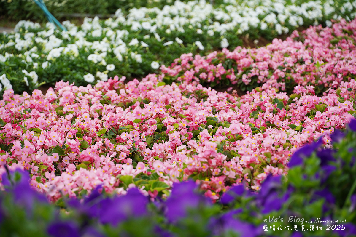 【台中景點】2025臺中國際花毯節|花城任務 × 飛天小女警(展期11/08–11/30,寵物友善)漸層花海打造繽紛色彩世界。台中親子旅遊 - 第84張圖 2025臺中國際花毯節園區花卉,秋海棠特寫