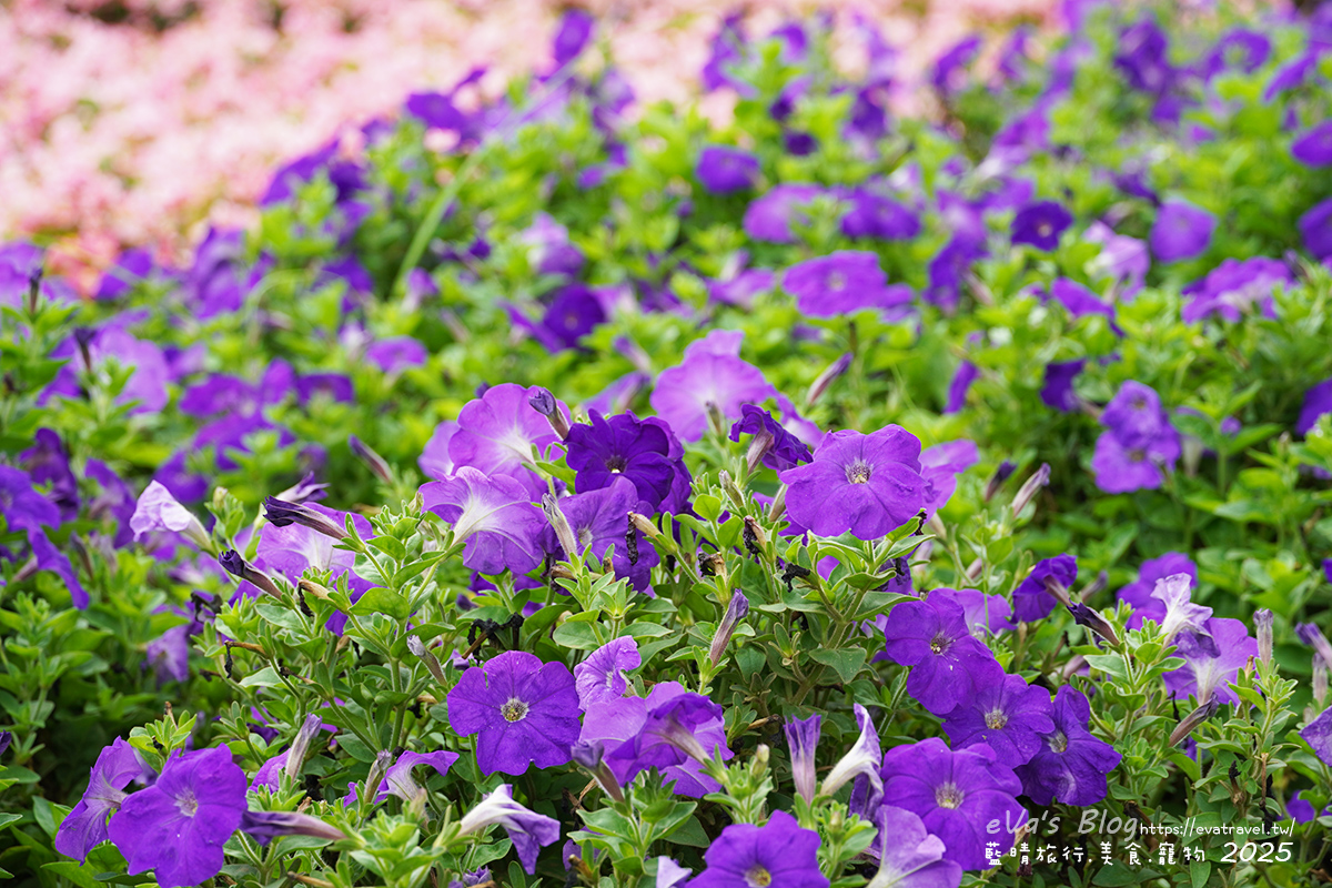 【台中景點】2025臺中國際花毯節|花城任務 × 飛天小女警(展期11/08–11/30,寵物友善)漸層花海打造繽紛色彩世界。台中親子旅遊 - 第85張圖 2025臺中國際花毯節園區花卉,牽牛花特寫