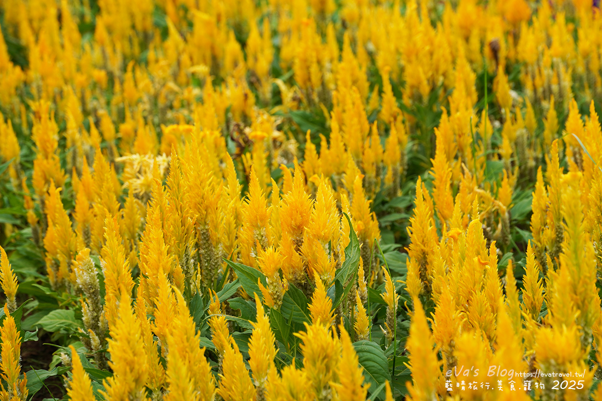 【台中景點】2025臺中國際花毯節|花城任務 × 飛天小女警(展期11/08–11/30,寵物友善)漸層花海打造繽紛色彩世界。台中親子旅遊 - 第86張圖 2025臺中國際花毯節園區花卉,雞冠花特寫