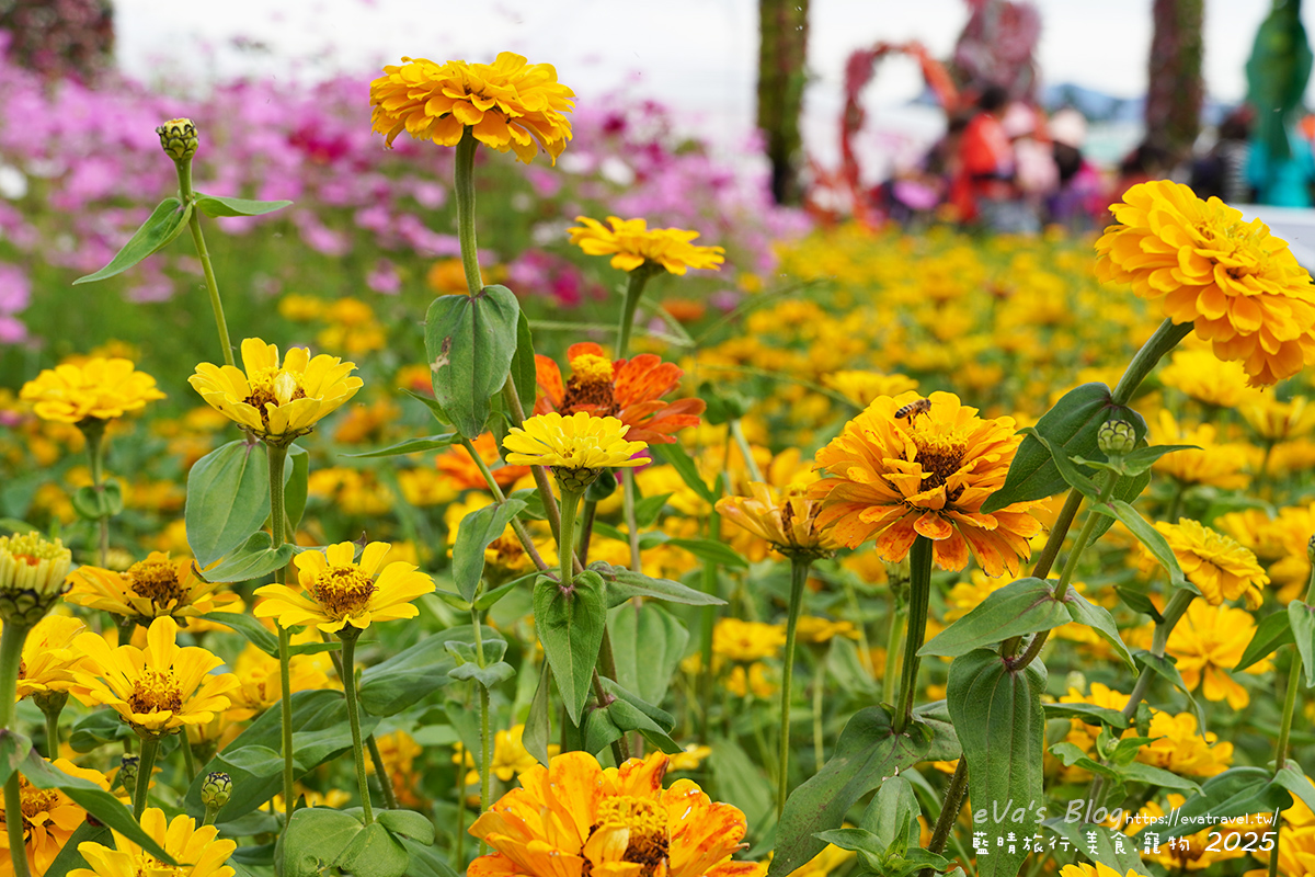 【台中景點】2025臺中國際花毯節|花城任務 × 飛天小女警(展期11/08–11/30,寵物友善)漸層花海打造繽紛色彩世界。台中親子旅遊 - 第87張圖 2025臺中國際花毯節園區花卉,萬壽菊特寫