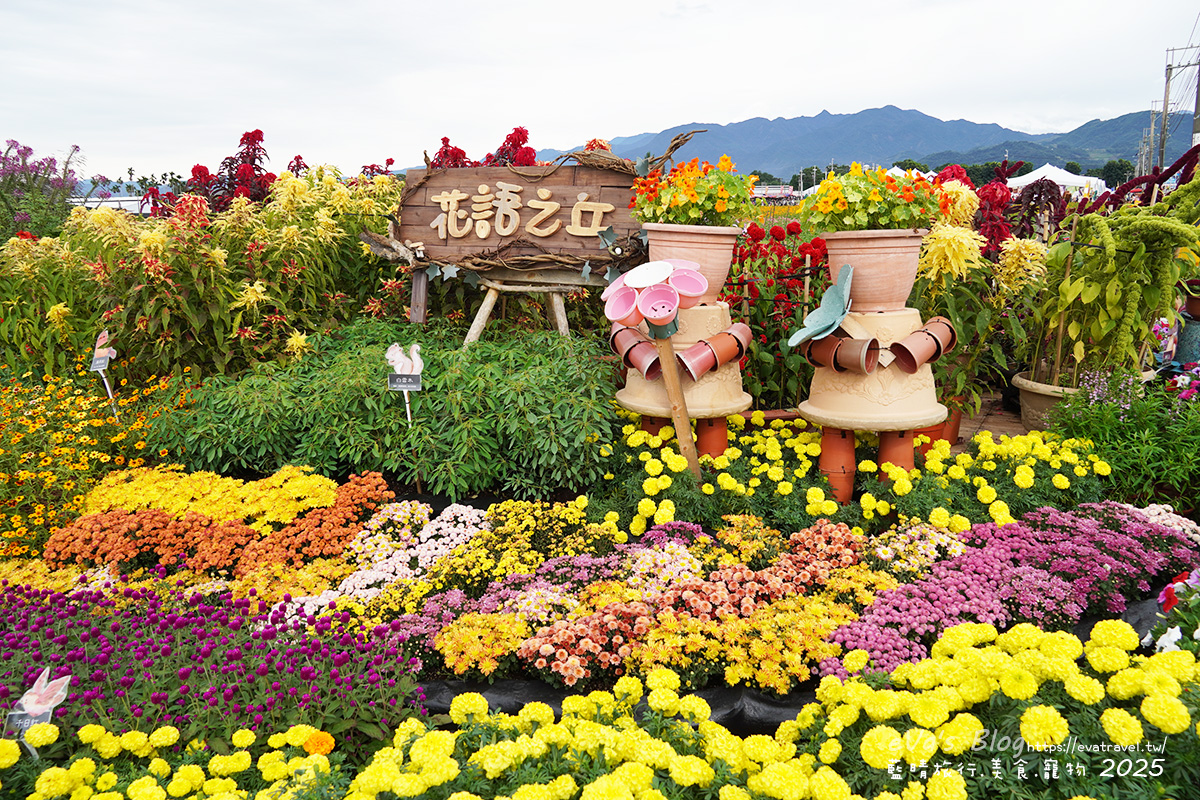 【台中景點】2025臺中國際花毯節|花城任務 × 飛天小女警(展期11/08–11/30,寵物友善)漸層花海打造繽紛色彩世界。台中親子旅遊 - 第93張圖 2025臺中國際花毯節花語之丘花海景色