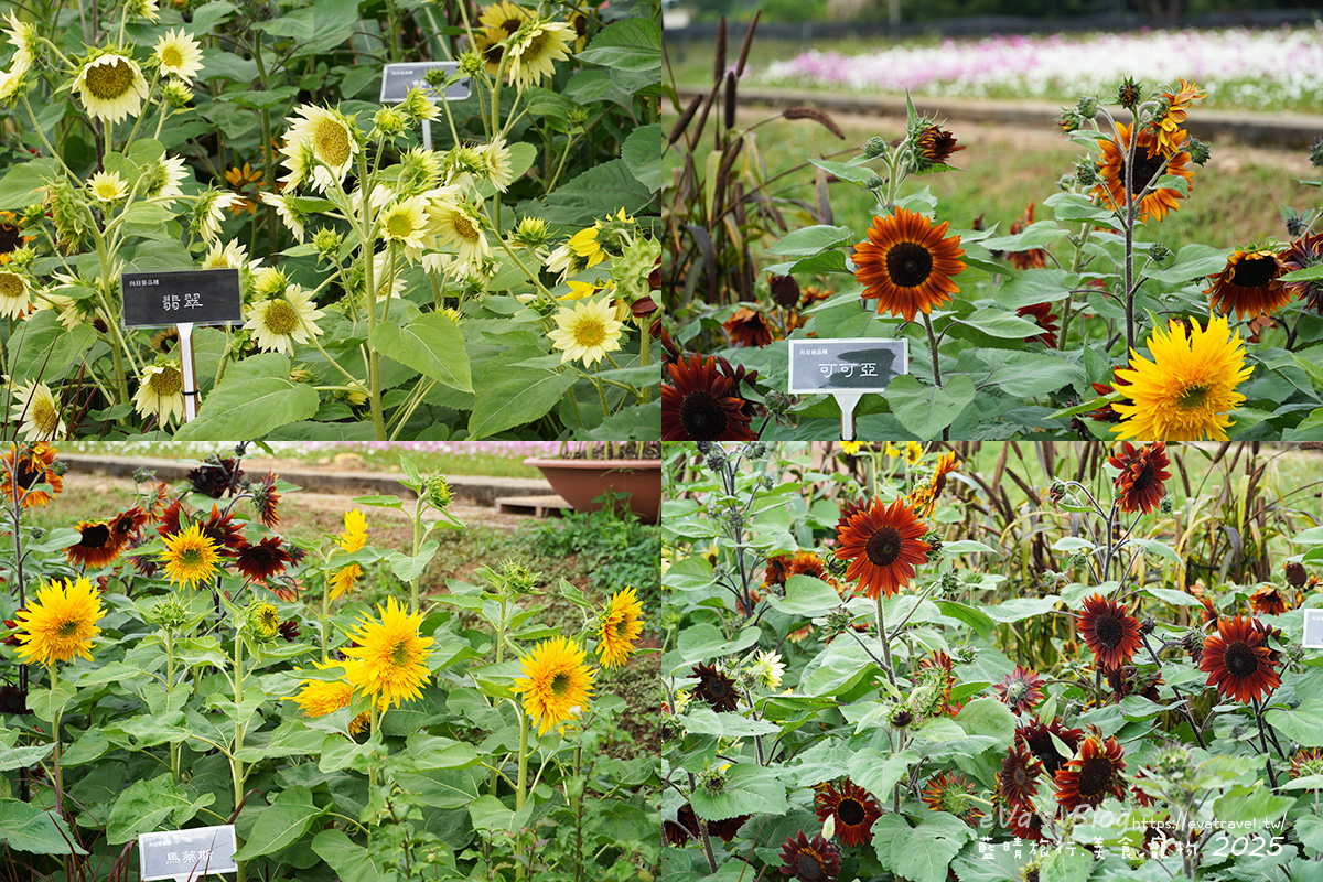 【台中景點】2025臺中國際花毯節|花城任務 × 飛天小女警(展期11/08–11/30,寵物友善)漸層花海打造繽紛色彩世界。台中親子旅遊 - 第97張圖 2025臺中國際花毯節花語之丘,多種向日葵品種如馬蒂斯、翡翠、可可亞、翡德等花海