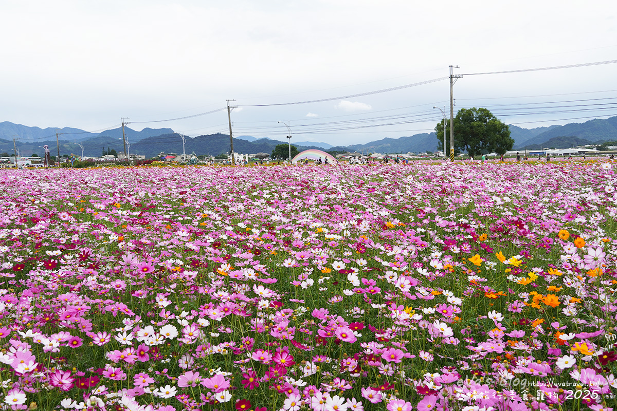 【台中景點】2025臺中國際花毯節|花城任務 × 飛天小女警(展期11/08–11/30,寵物友善)漸層花海打造繽紛色彩世界。台中親子旅遊 - 第104張圖 2025臺中國際花毯節外圍花海區,大片波斯菊花海景色