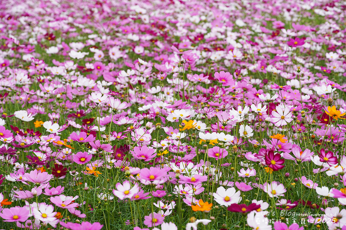 【台中景點】2025臺中國際花毯節|花城任務 × 飛天小女警(展期11/08–11/30,寵物友善)漸層花海打造繽紛色彩世界。台中親子旅遊 - 第106張圖 外圍花海區白色與粉色波斯菊的近拍景色