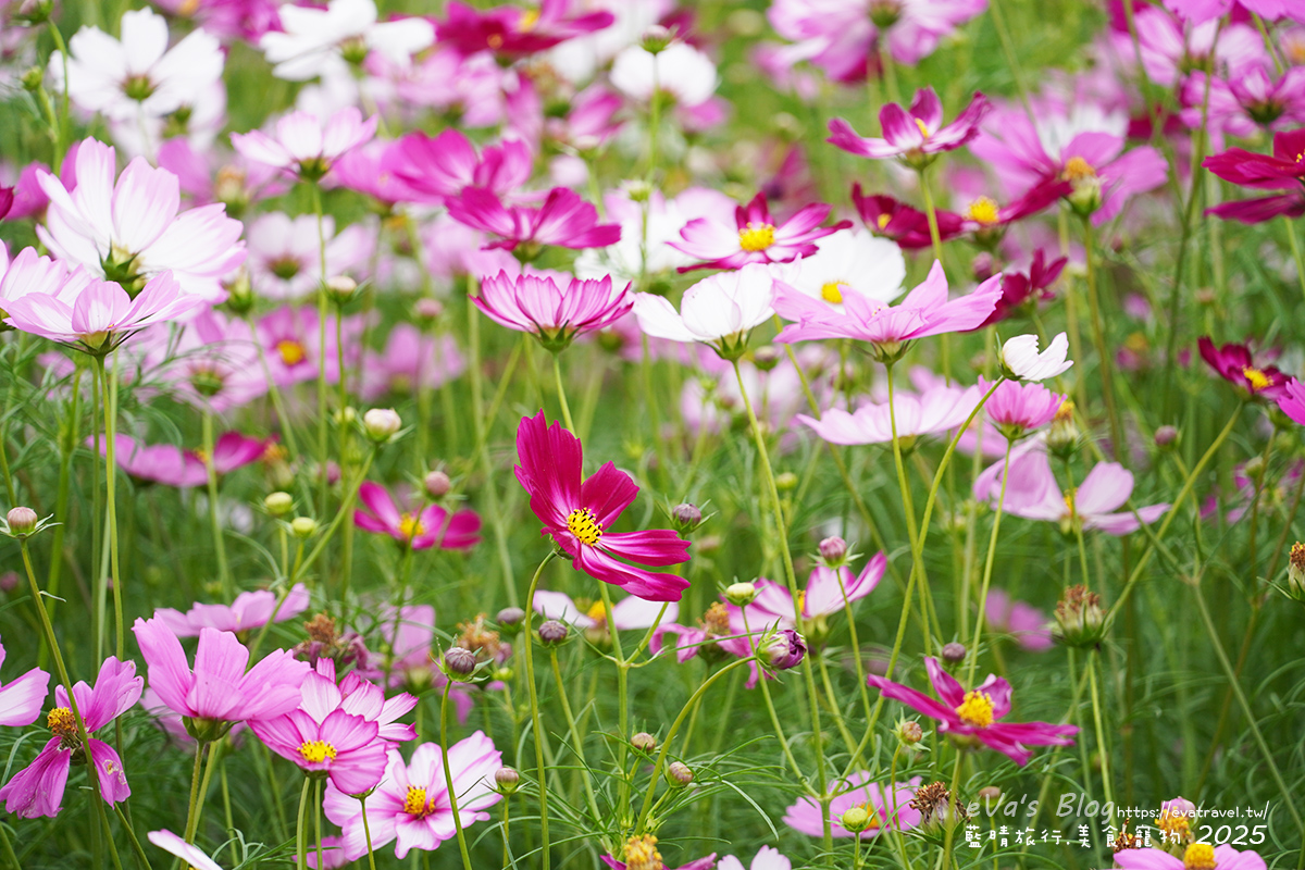 【台中景點】2025臺中國際花毯節|花城任務 × 飛天小女警(展期11/08–11/30,寵物友善)漸層花海打造繽紛色彩世界。台中親子旅遊 - 第107張圖 外圍花海區白色與粉色波斯菊特寫1