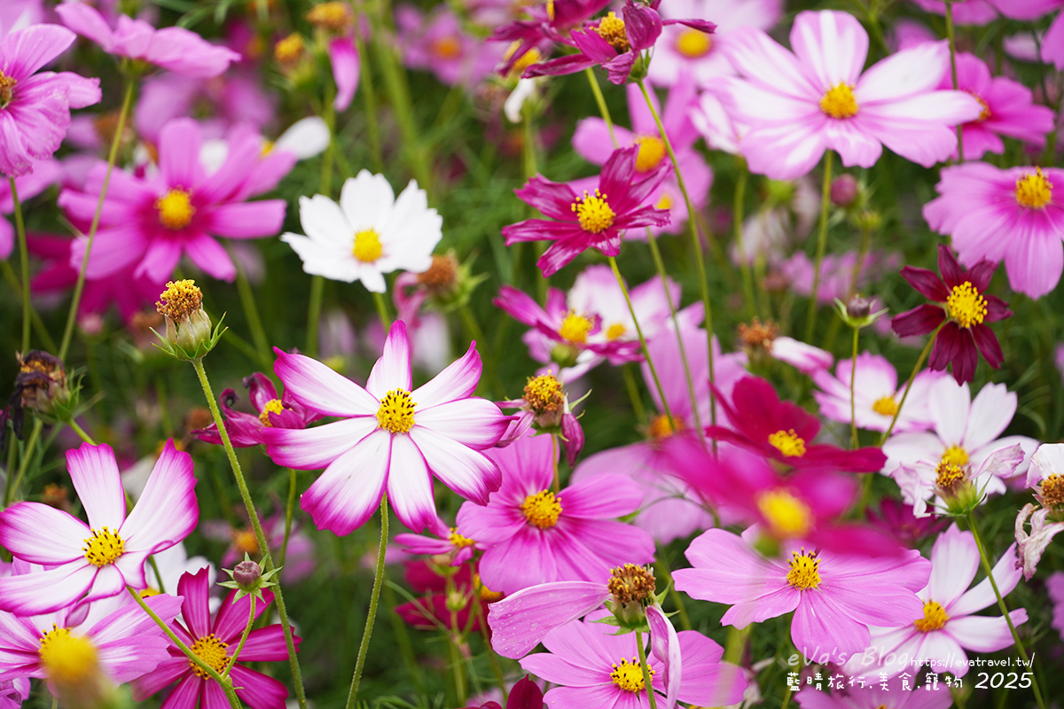 【台中景點】2025臺中國際花毯節|花城任務 × 飛天小女警(展期11/08–11/30,寵物友善)漸層花海打造繽紛色彩世界。台中親子旅遊 - 第108張圖 外圍花海區白色與粉色波斯菊特寫2