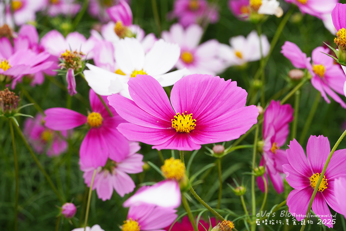 【台中景點】2025臺中國際花毯節|花城任務 × 飛天小女警(展期11/08–11/30,寵物友善)漸層花海打造繽紛色彩世界。台中親子旅遊 - 第109張圖 外圍花海區白色與粉色波斯菊特寫3