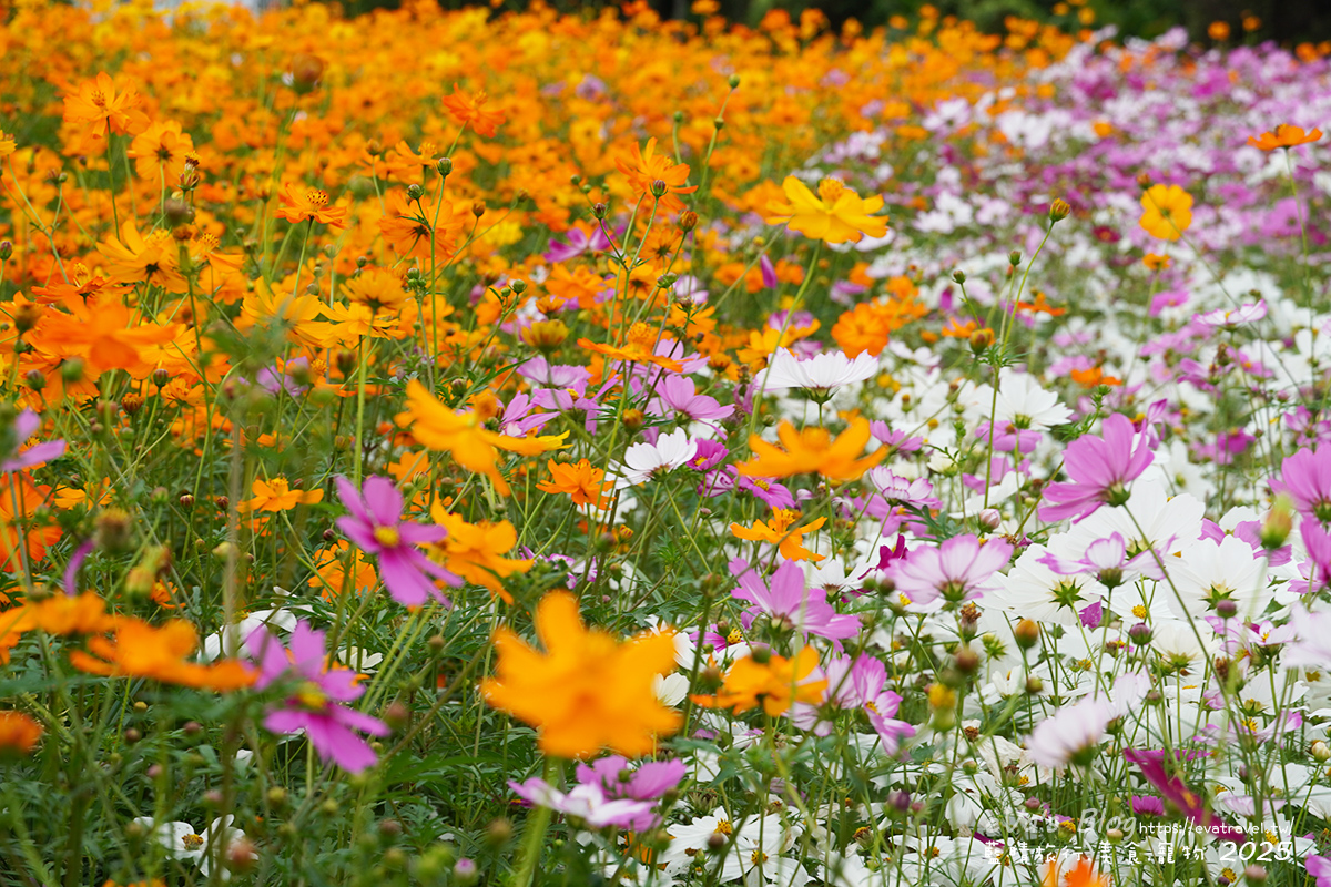 【台中景點】2025臺中國際花毯節|花城任務 × 飛天小女警(展期11/08–11/30,寵物友善)漸層花海打造繽紛色彩世界。台中親子旅遊 - 第105張圖 2025臺中國際花毯節外圍花海區,白色、粉色與黃色波斯菊花海景色