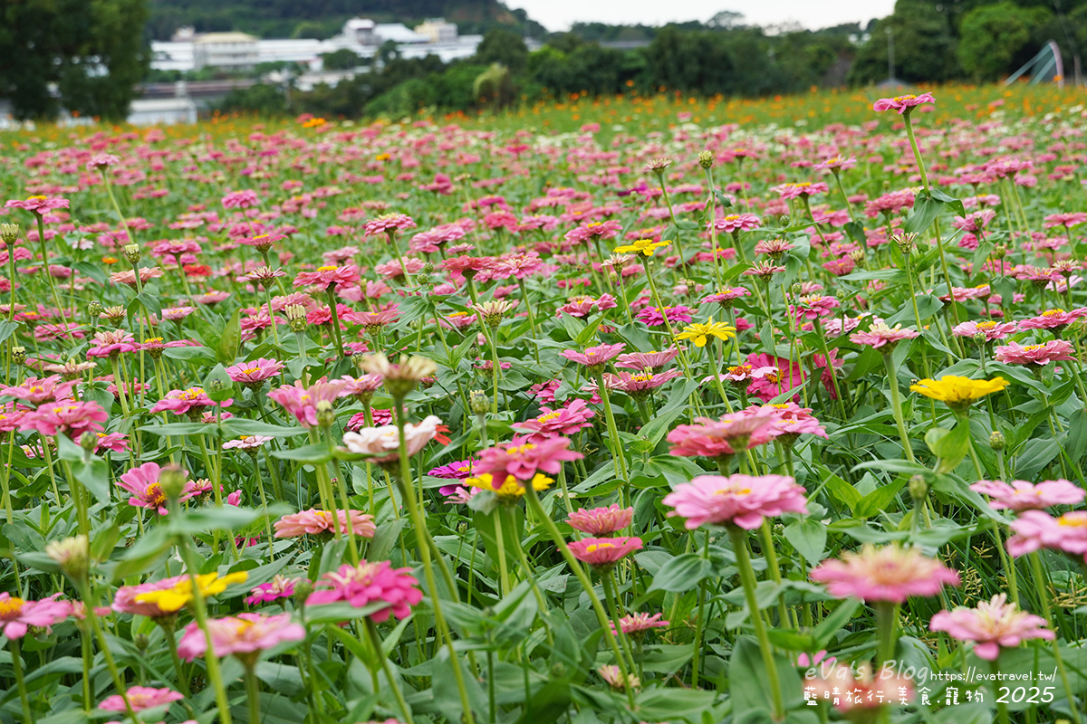 【台中景點】2025臺中國際花毯節|花城任務 × 飛天小女警(展期11/08–11/30,寵物友善)漸層花海打造繽紛色彩世界。台中親子旅遊 - 第110張圖 2025臺中國際花毯節外圍花海區,百日草花海景色