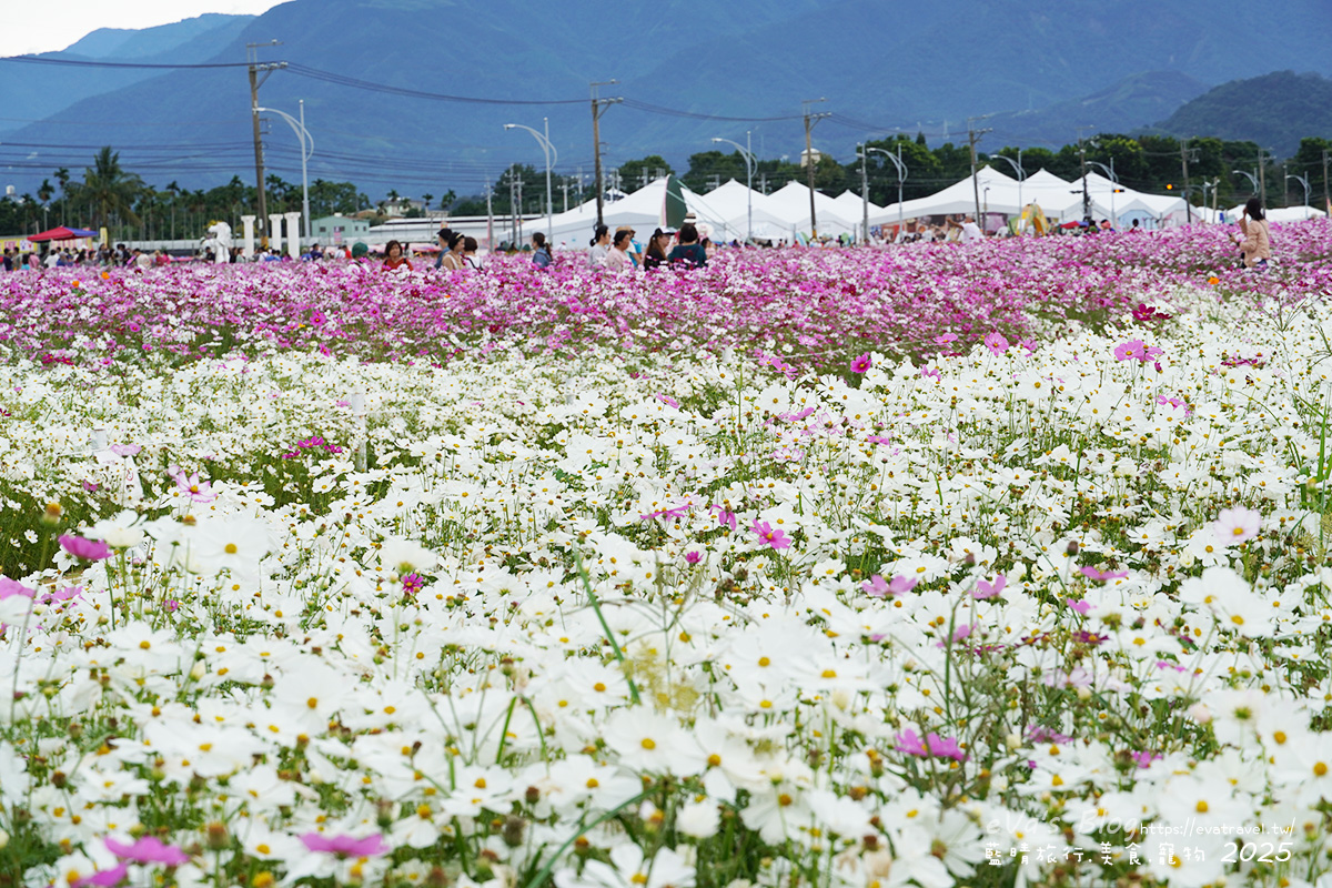 【台中景點】2025臺中國際花毯節|花城任務 × 飛天小女警(展期11/08–11/30,寵物友善)漸層花海打造繽紛色彩世界。台中親子旅遊 - 第103張圖 2025臺中國際花毯節外圍花海區,白色與粉色波斯菊花海景色