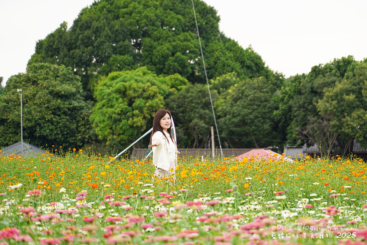 【台中景點】2025臺中國際花毯節|花城任務 × 飛天小女警(展期11/08–11/30,寵物友善)漸層花海打造繽紛色彩世界。台中親子旅遊 - 第120張圖 我在百日草花海區裡拍照1