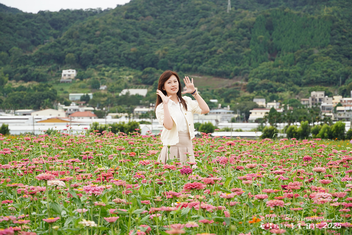 【台中景點】2025臺中國際花毯節|花城任務 × 飛天小女警(展期11/08–11/30,寵物友善)漸層花海打造繽紛色彩世界。台中親子旅遊 - 第122張圖 我在百日草花海區裡拍照3