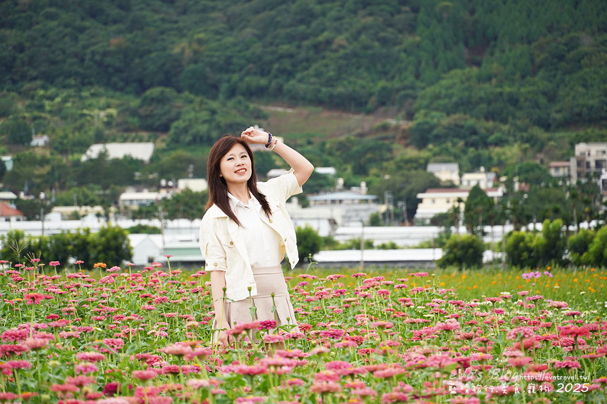 【台中景點】2025臺中國際花毯節|花城任務 × 飛天小女警(展期11/08–11/30,寵物友善)漸層花海打造繽紛色彩世界。台中親子旅遊 - 第123張圖 我在百日草花海區裡拍照4