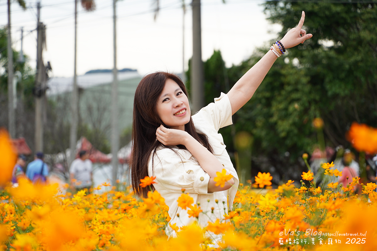 【台中景點】2025臺中國際花毯節|花城任務 × 飛天小女警(展期11/08–11/30,寵物友善)漸層花海打造繽紛色彩世界。台中親子旅遊 - 第131張圖 我在黃色波斯菊花海區裡拍照1