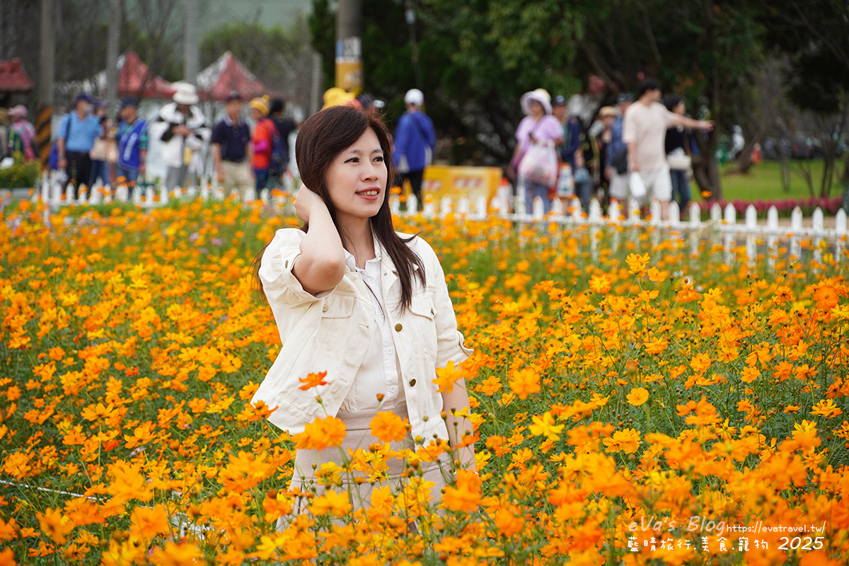 【台中景點】2025臺中國際花毯節|花城任務 × 飛天小女警(展期11/08–11/30,寵物友善)漸層花海打造繽紛色彩世界。台中親子旅遊 - 第132張圖 我在黃色波斯菊花海區裡拍照2