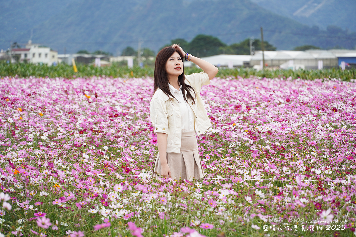 【台中景點】2025臺中國際花毯節|花城任務 × 飛天小女警(展期11/08–11/30,寵物友善)漸層花海打造繽紛色彩世界。台中親子旅遊 - 第143張圖 我在白色與粉色波斯菊花海區裡拍照2