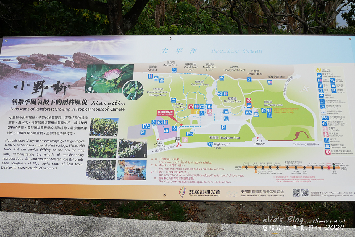 【台東景點】富岡地質公園(小野柳)|海蝕地形與奇岩景觀,一望無際太平洋海景的免費景點。台東寵物友善景點 - 第10張圖 【台東景點】富岡地質公園(小野柳)|海蝕地形與奇岩景觀,一望無際太平洋海景的免費景點。台東寵物友善景點