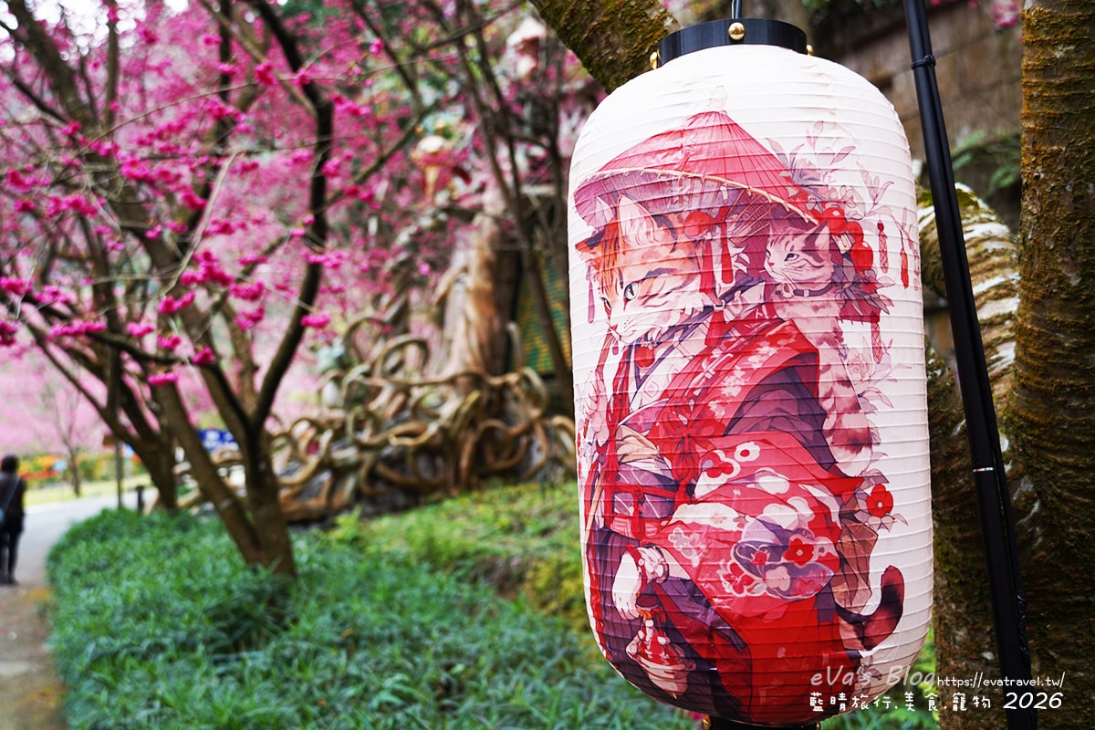 櫻花步道日式貓咪造型燈籠裝飾，九族櫻花祭特色景觀