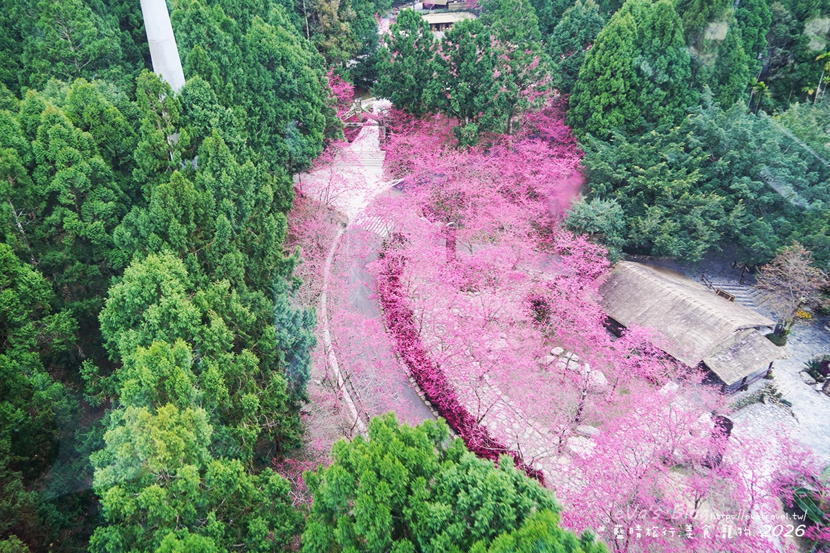 搭乘九族纜車俯瞰九族文化村櫻花林景色2，粉色花海美景