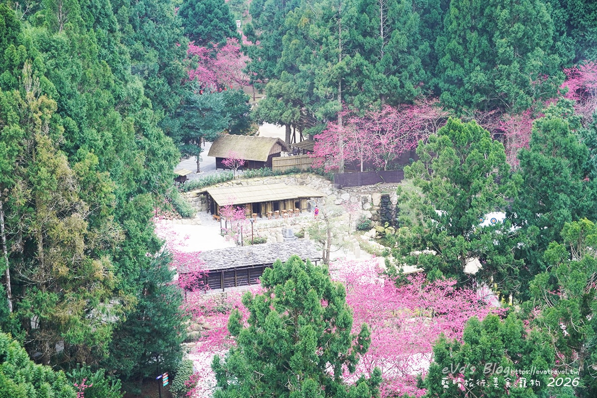 九族纜車俯瞰原住民部落景觀區櫻花林，南投賞櫻景點