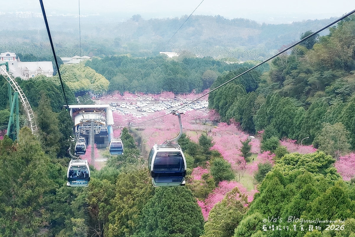 九族纜車俯瞰停車場大片櫻花林，九族櫻花季花況全景