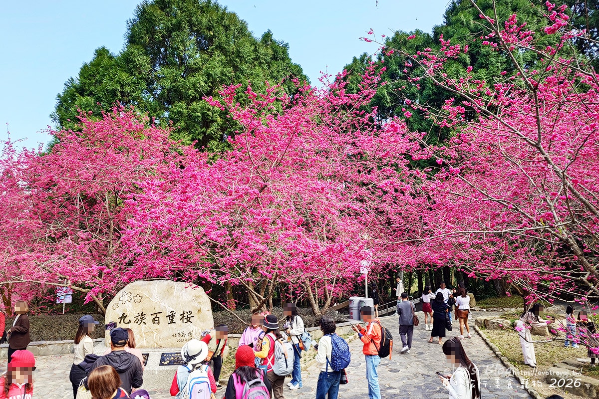 【南投賞櫻】2026九族文化村櫻花祭花況｜八重櫻、吉野櫻、富士櫻、九族百重櫻盛開＋九族纜車賞櫻（日月潭纜車看湖景）。南投景點