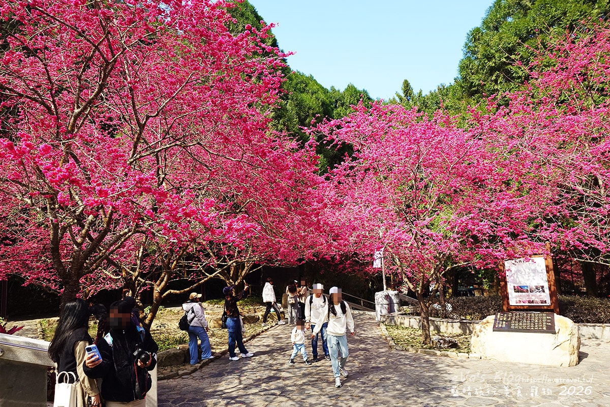 九族百重櫻石碑及櫻花林近拍，櫻花季賞花指南