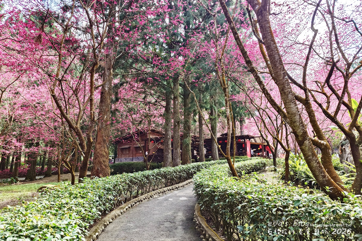 櫻花大道賞櫻路線景色3，九族文化村賞櫻推薦步道